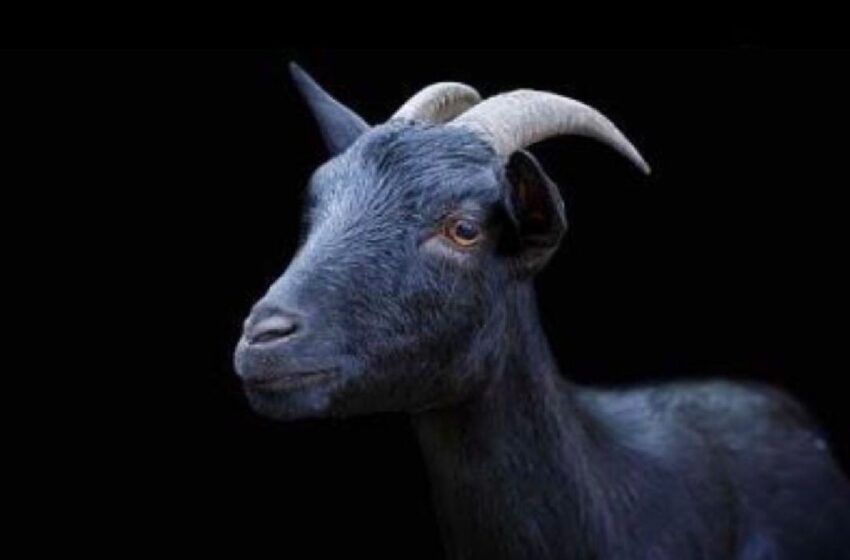  T Bang On The Track Yo – UK Goat: Beat Tape (Instrumental Mixtape)